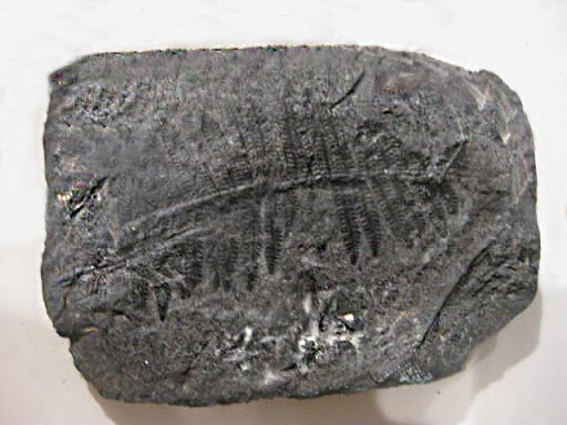 fossil (2)